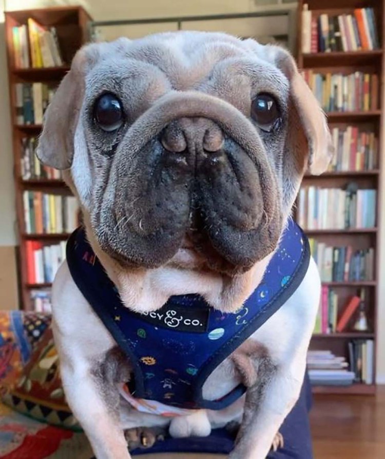 Йоркширский терьер темный