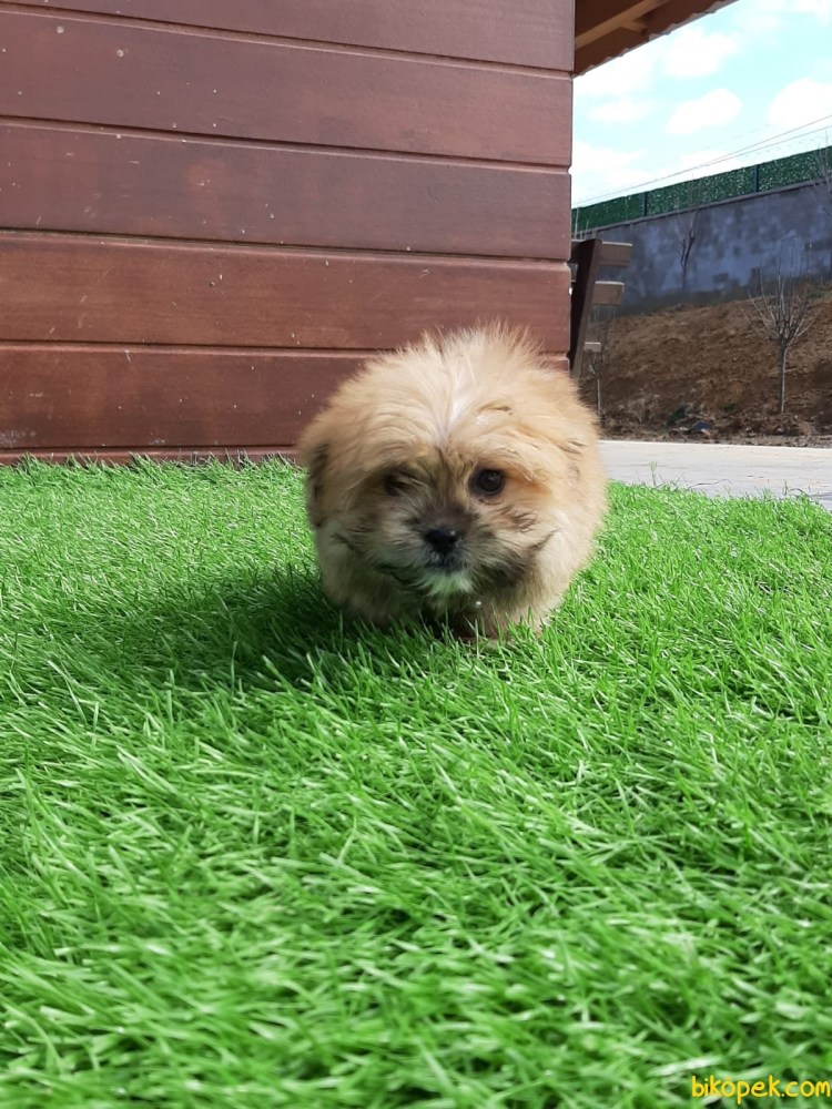 Кремовый Морки собака