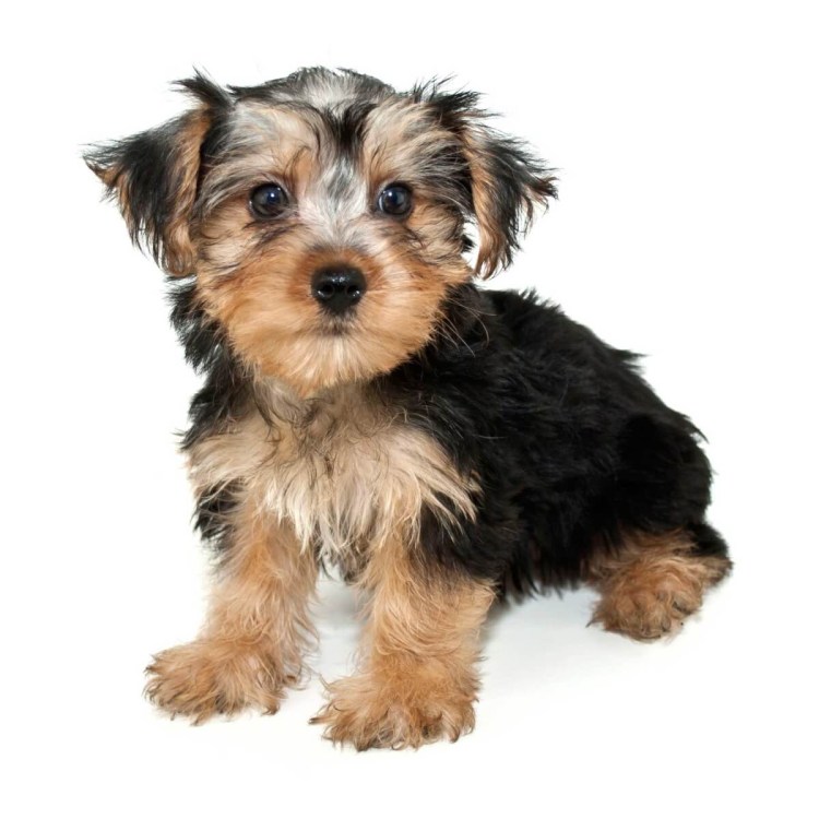 Собака похожая на Йоду