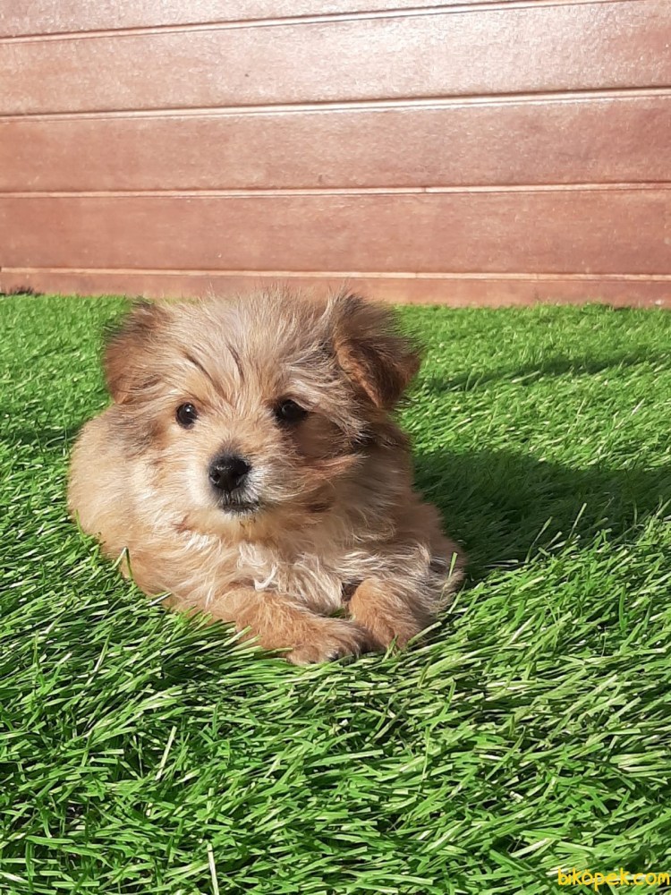 Morkie порода собак