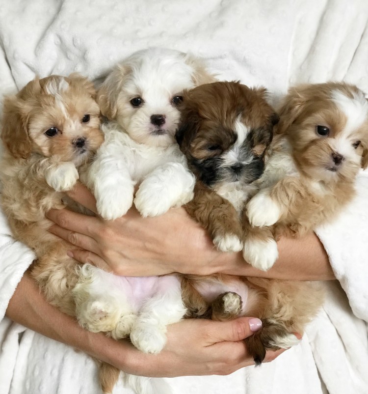 Морки собака щенки