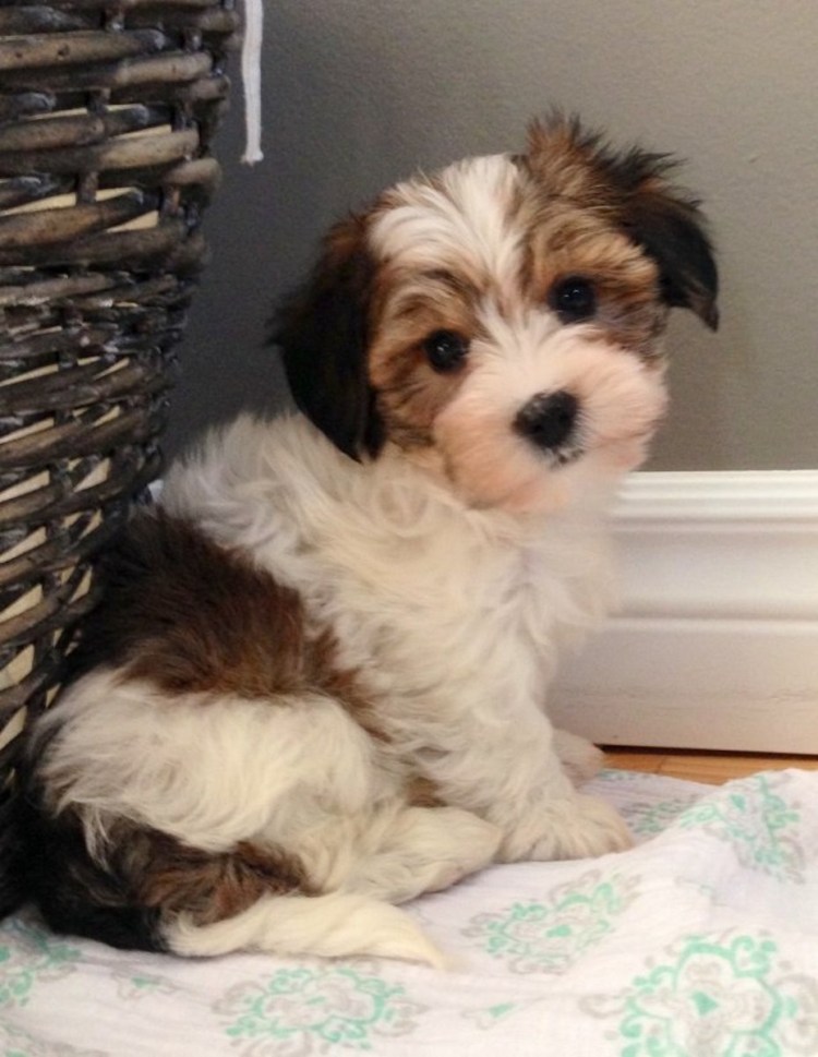 Morkie Breed