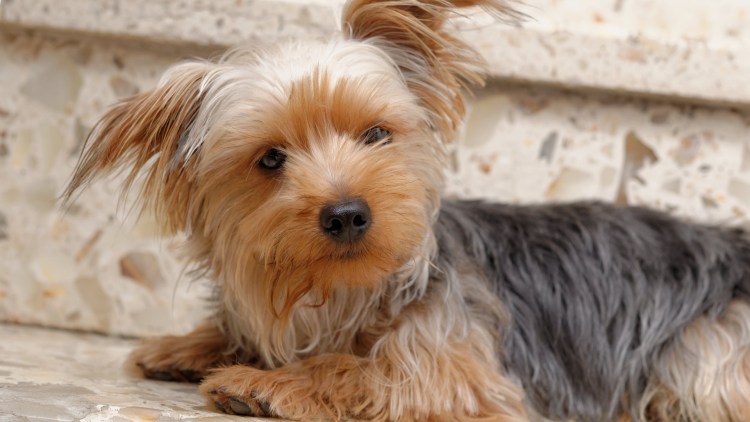 Морки порода собак