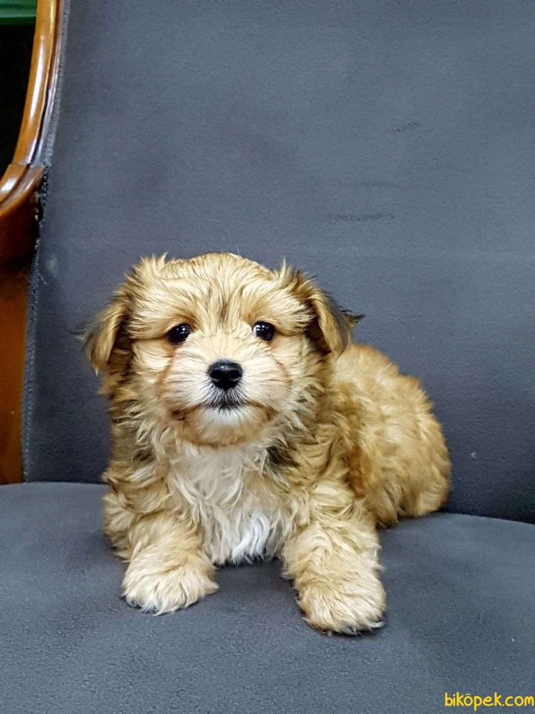 Морки порода