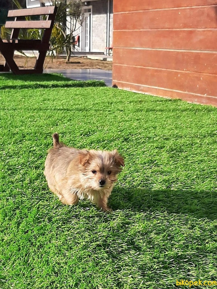 Морки онлайн объявления животные