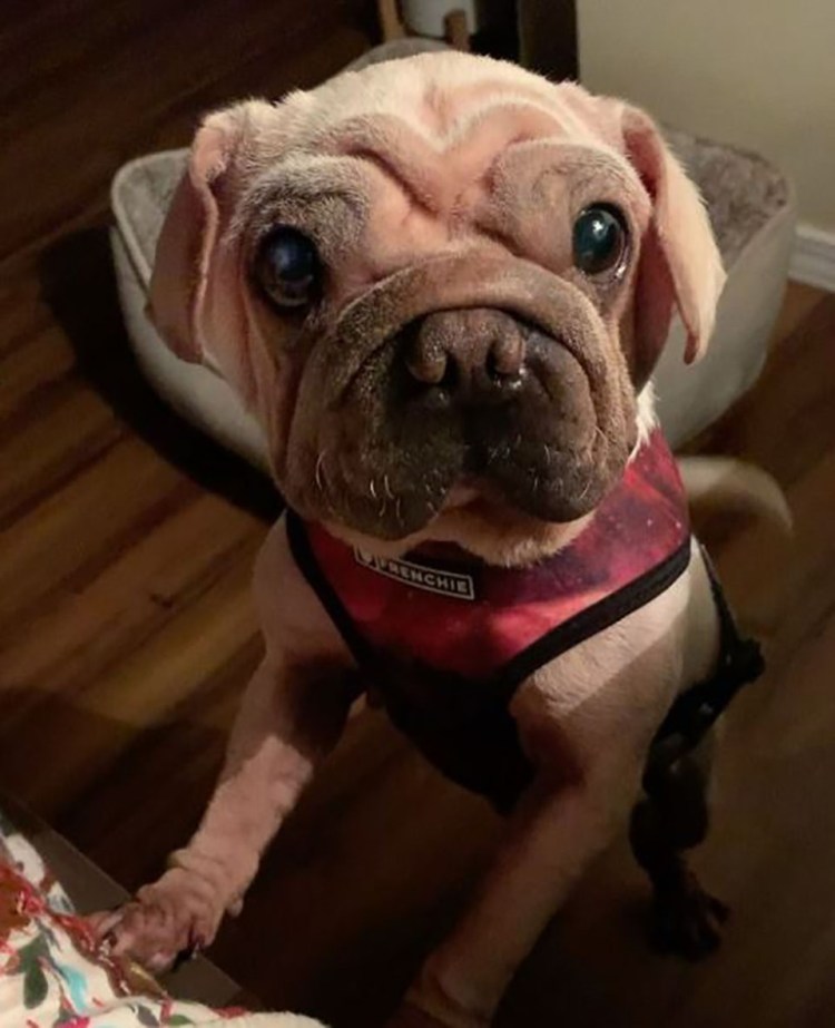 Собака похожая