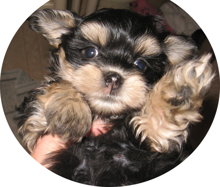 Морки собака взрослая