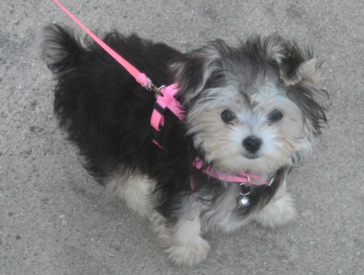 Морки Йорктиз