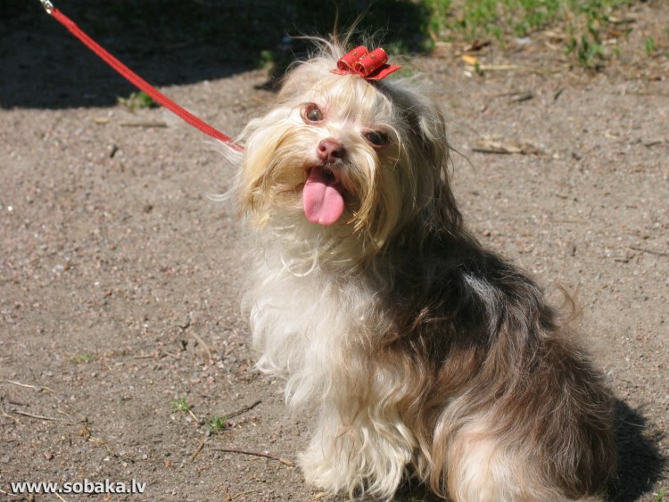 Шорки терьер