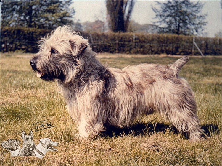 Морки Йорктиз