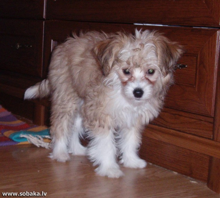 Morkie порода собак