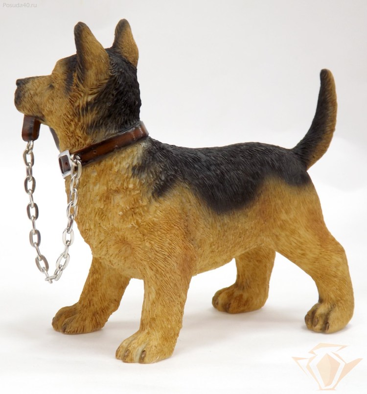 Немецкая овчарка Моджо