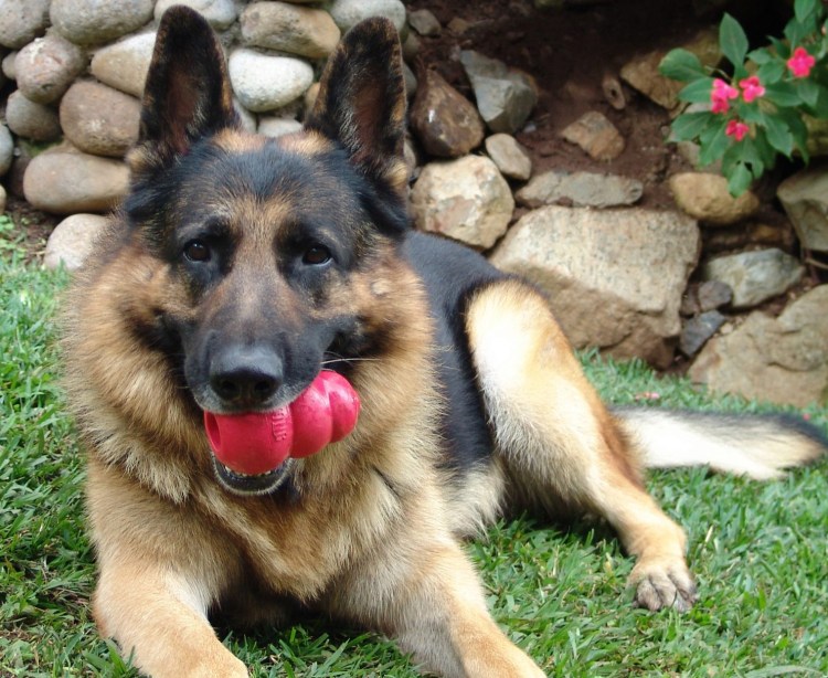 Плюшевая игрушка собака овчарка