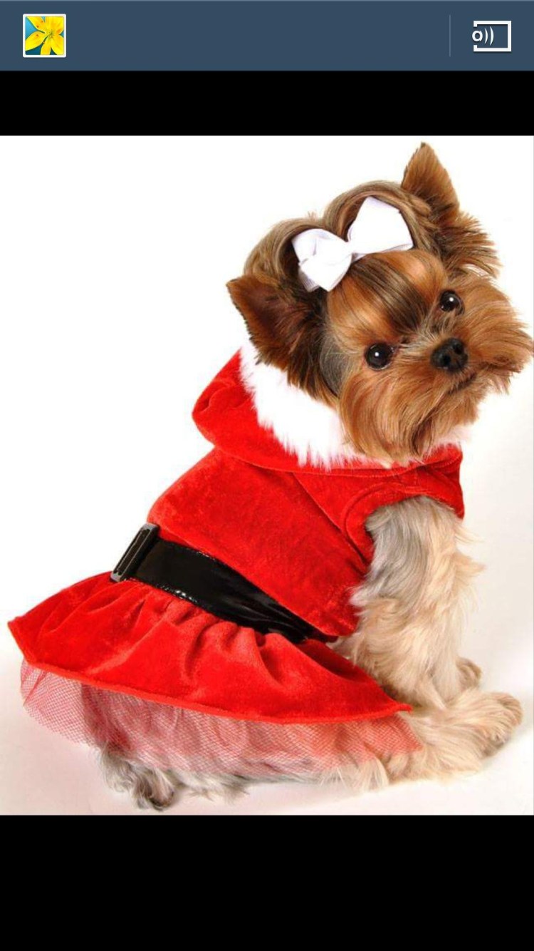 Новогодний костюм для собаки