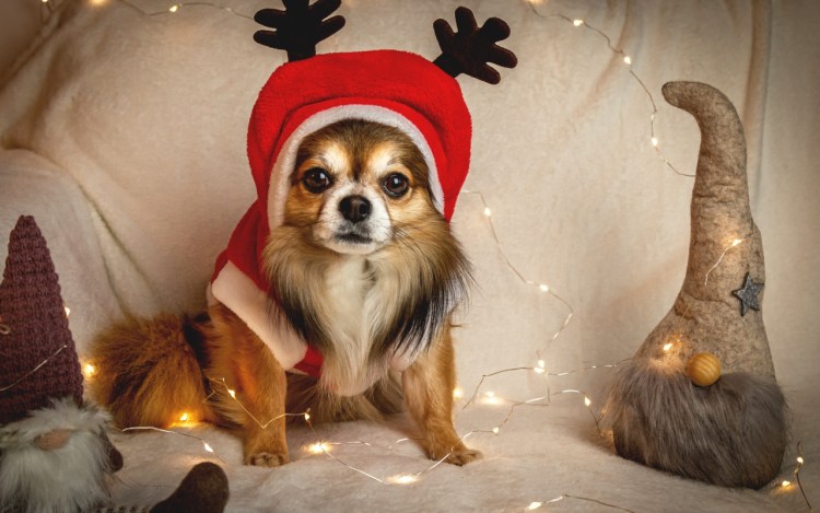 Прикольные собаки