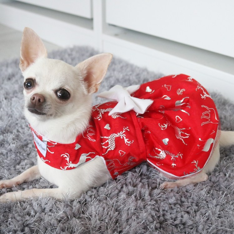 Прикольные костюмы на новый год для собак