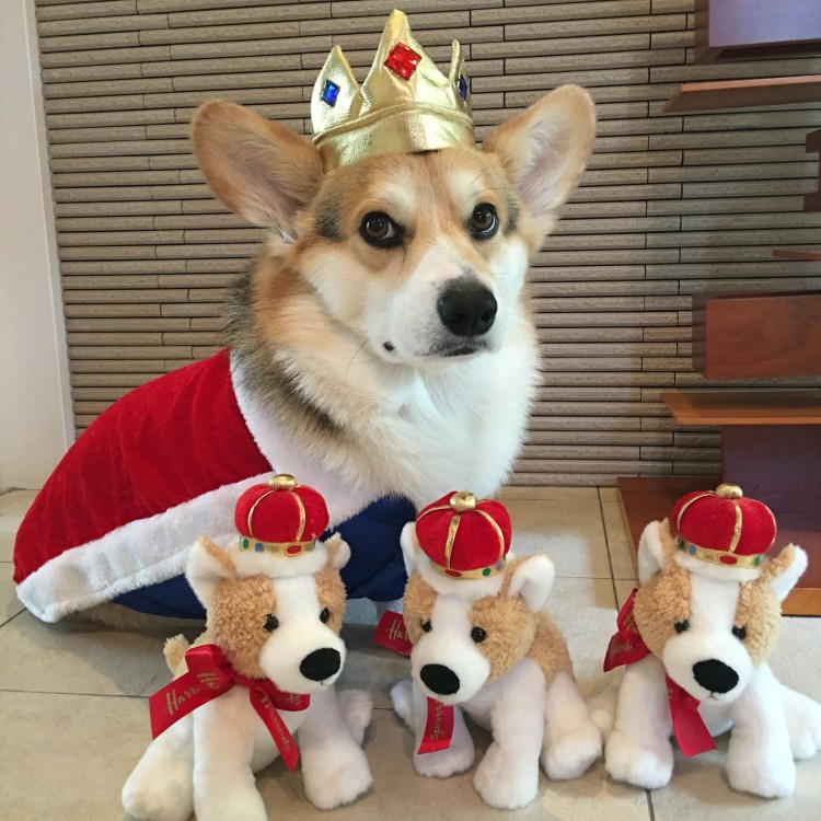 Костюм для собаки овчарки