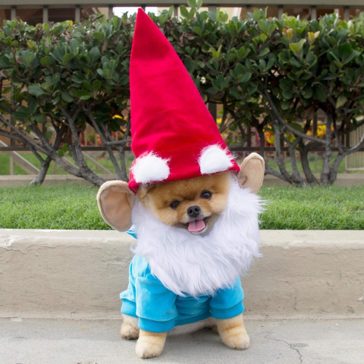 Собачка в костюмчике