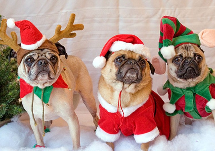 Новогодний костюм для собаки