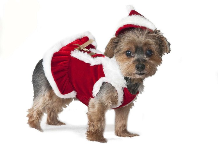 Новогоднее платье для собак