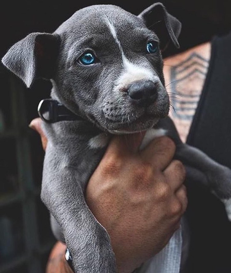 Стаффордширский терьер серый