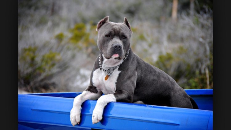 Американский стаффордширский терьер голубой