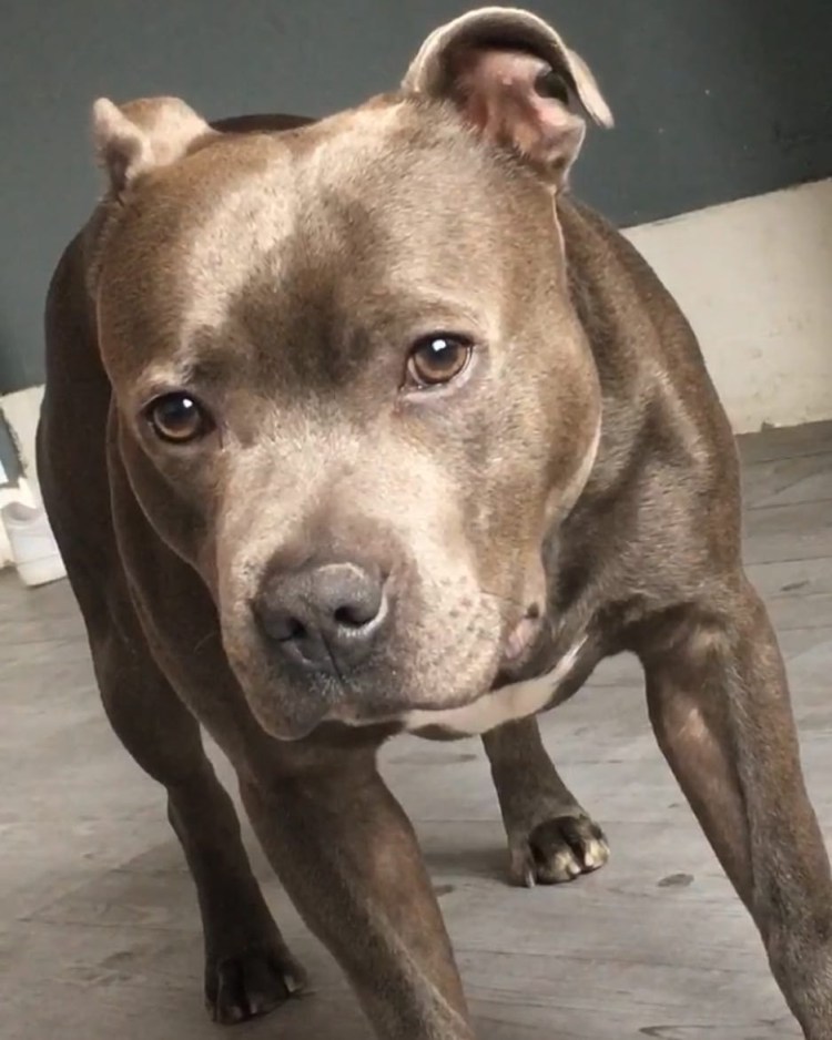 Голубоглазый стаффордширский терьер