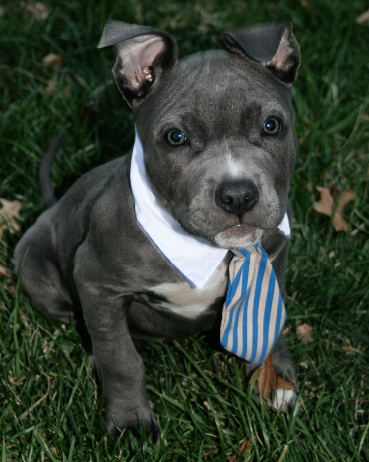 Большой серый питбуль с голубыми глазами