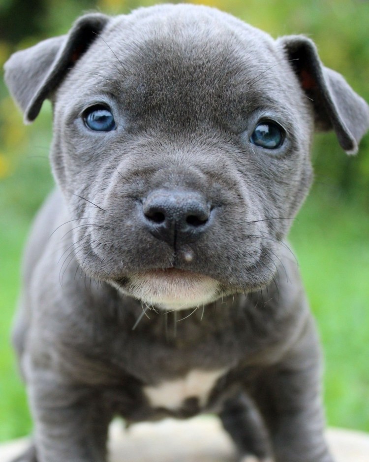 Американский стаффордширский терьер голубой