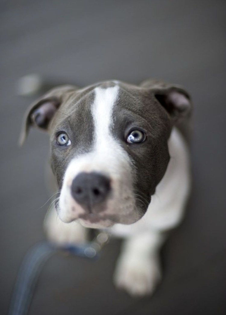 Стаффордширский терьер американский питбультерьер