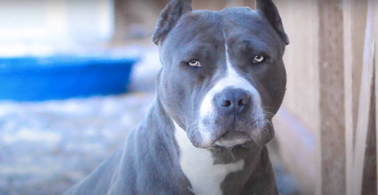 Стаффордширский бультерьер хвост