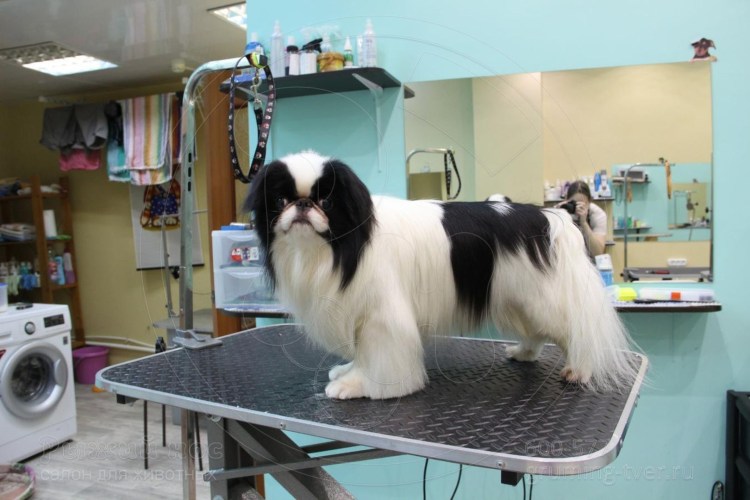 Японский зоосалон