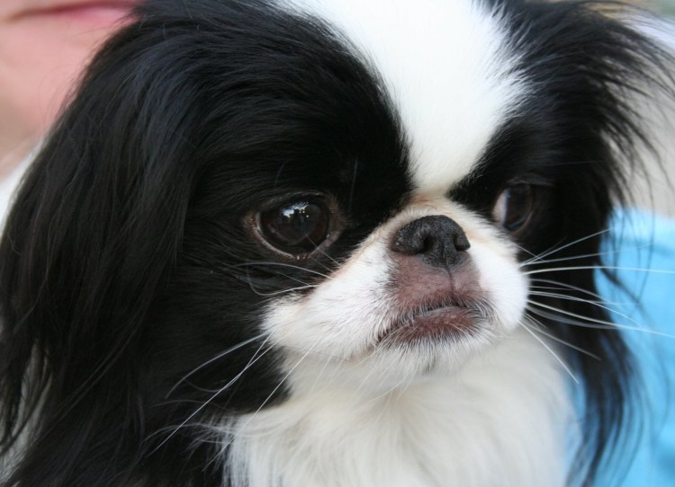 Японский Хин характер