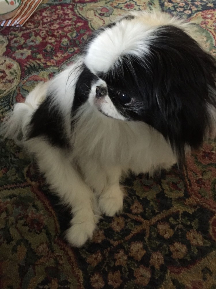 Японский Хин кушает