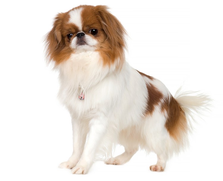 Карликовый японский Хин