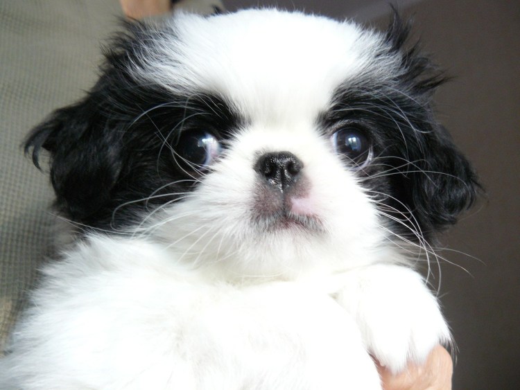 Породная стрижка японский Хин