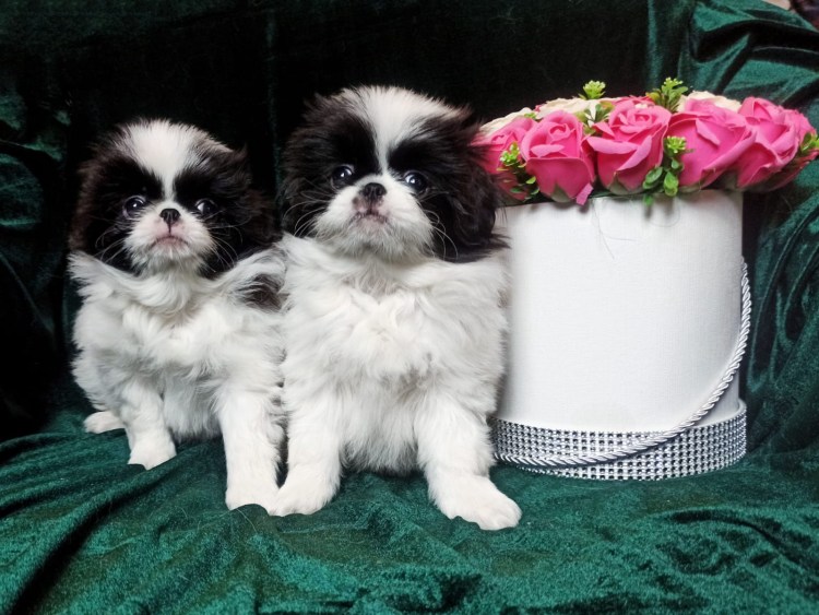 Японский Хин стрижка