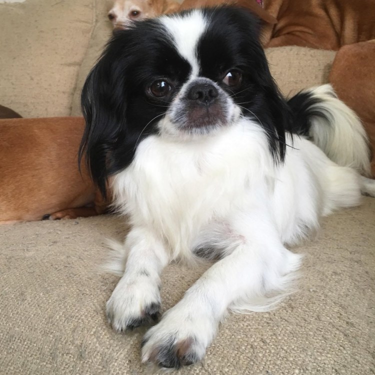 Стрижки для хинов