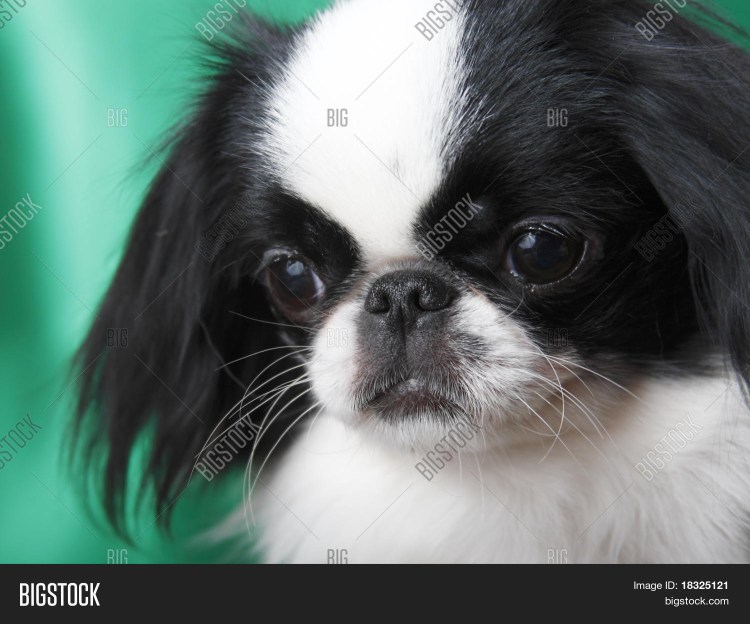 Одежда для японского Хина