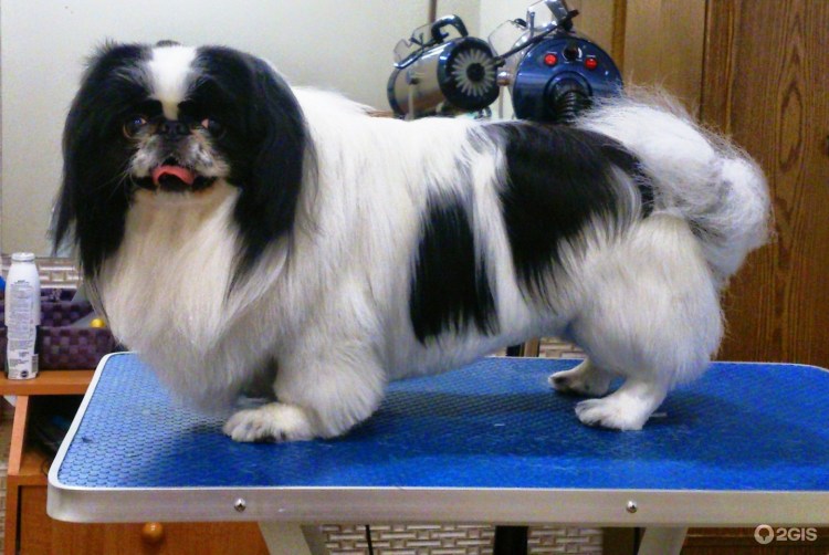 Помесь японского Хина