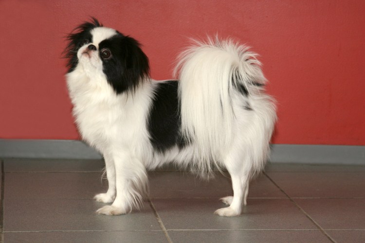 Японский Хин ками