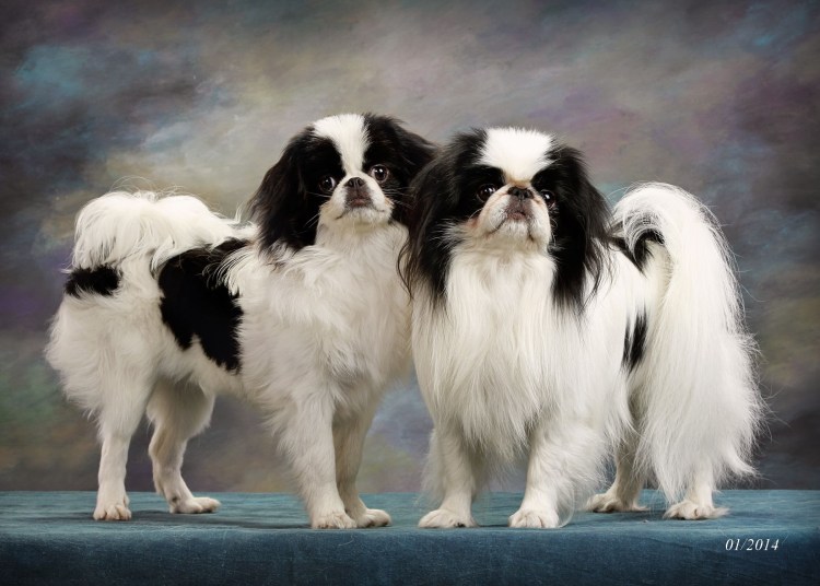 Японский Хин Teacup