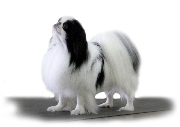 Пекинес бежевый