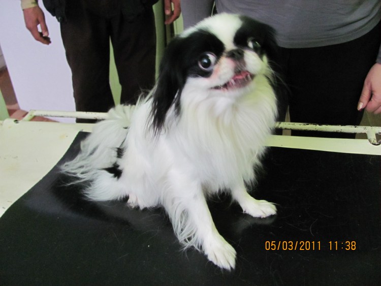 Японский Хин и Пекинес