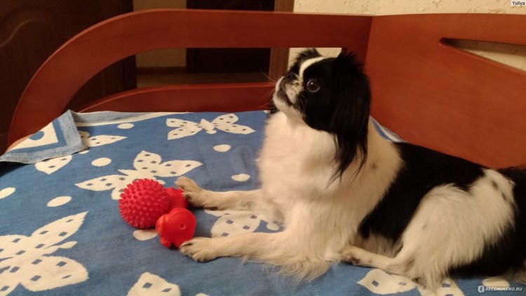 Японский Хин обои