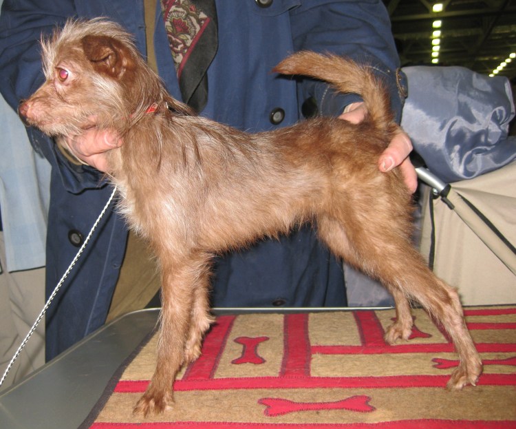 Московский дракон соболиный