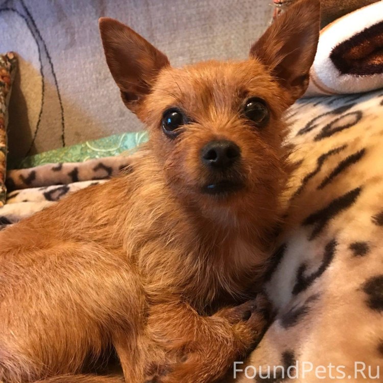 Китайская хохлатая и Йоркширский терьер