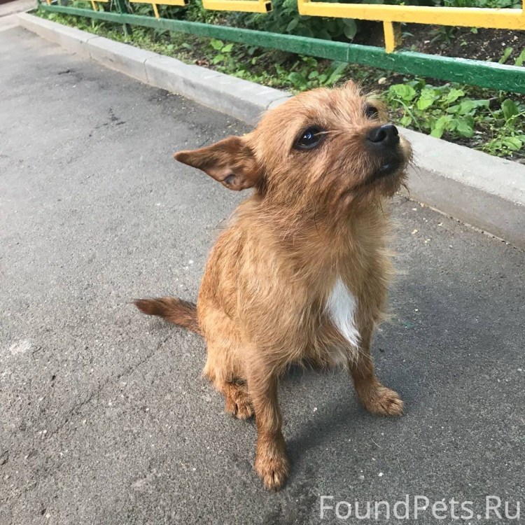 Порода Московский дракон