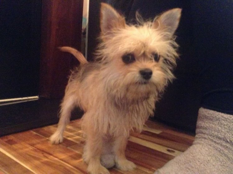 Метис Йорка и той терьера