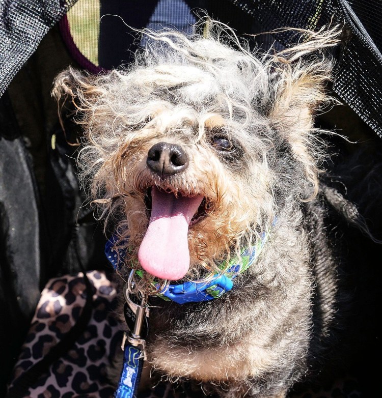 Китайская хохлатая сутулая